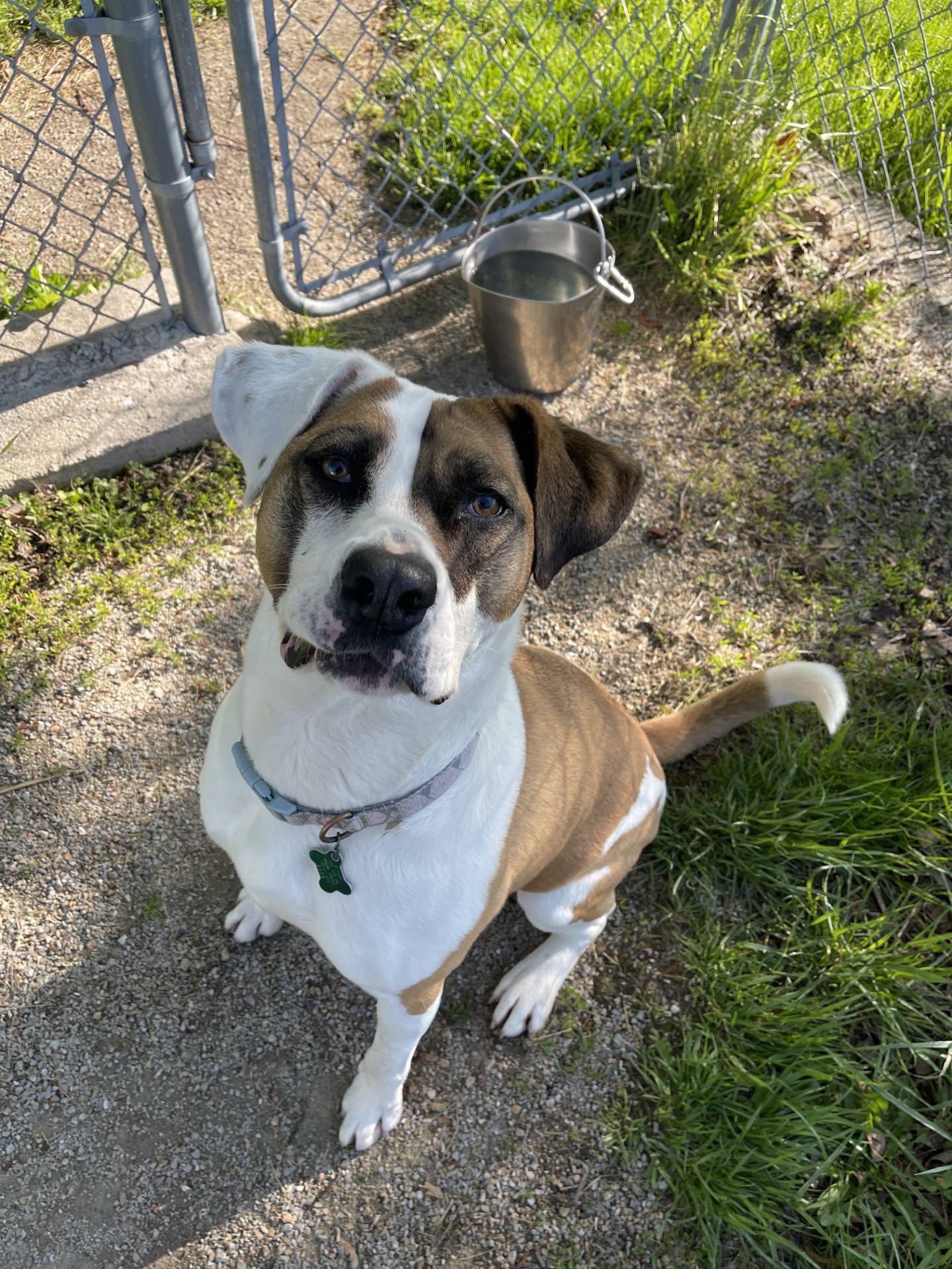 Marlo is 5-year-old, 80-pound, muscular, very sweet Saint Bernard/pit mix, who’s lived at the humane society for more than three years. Marlo is loving, very energetic and active. She loves walks and does well with her harness. She’s a big fan of the shelter’s fenced outdoor pens, where she runs and plays with toys. Marlo adores balls: tennis balls, basketball-sized balls, giant indestruct-a-balls. Marlo needs an active, strong leader and a home without cats or dogs. Children in the home must be older because Marlo likes to jump and run. To meet Marlo, visit willcountyhumane.com follow the adoption process.