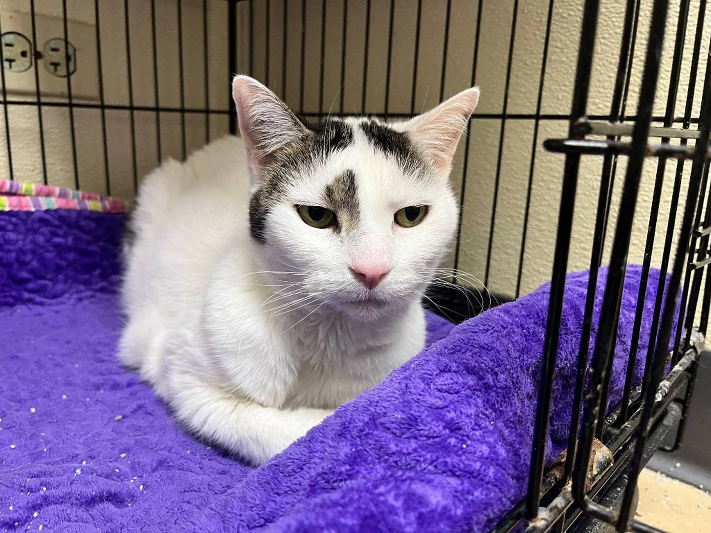 Dots is a sweet 15-year-old cat who needs a cozy permanent foster home or an adopter. She has hyperthyroidism , which is managed with methimazole. Dot enjoys hangning out with people and curling up on blankets. Email the Will County Humane Society at willcountyhumane.com and follow the instructions for the adoption process.