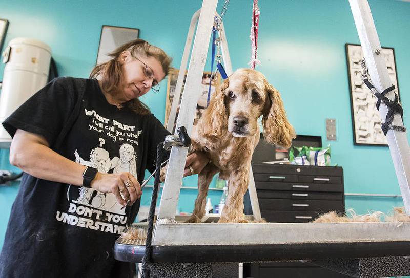 Woodstock pet grooming service offers haircuts, hair dyeing for dogs