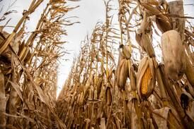 U.S. ag trade officials reject latest Mexico proposal on GMO corn ban