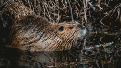 Wild Neighbors: Beavers – Nature’s Engineers program coming to Oregon on Feb. 11
