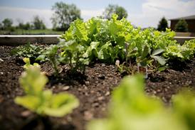 Down the Garden Path: How to prepare a vegetable garden bed