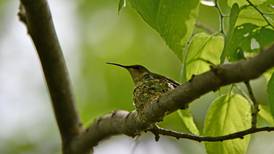 Hummingbird Fest highlights Will County forest preserves program lineup for August