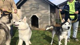 Woodstock dog races will raise money for husky rescue and adoption