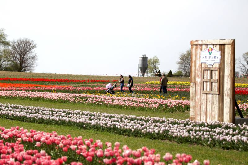 Patrons walk among thousands of tulips during the Midwest Tulip Festival at Kuipers Family Farm in Maple Park on Friday, April 28, 2023.