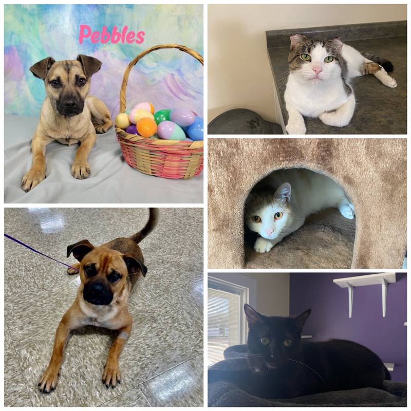 The Morris Herald-News presents this week’s Pets of the Week