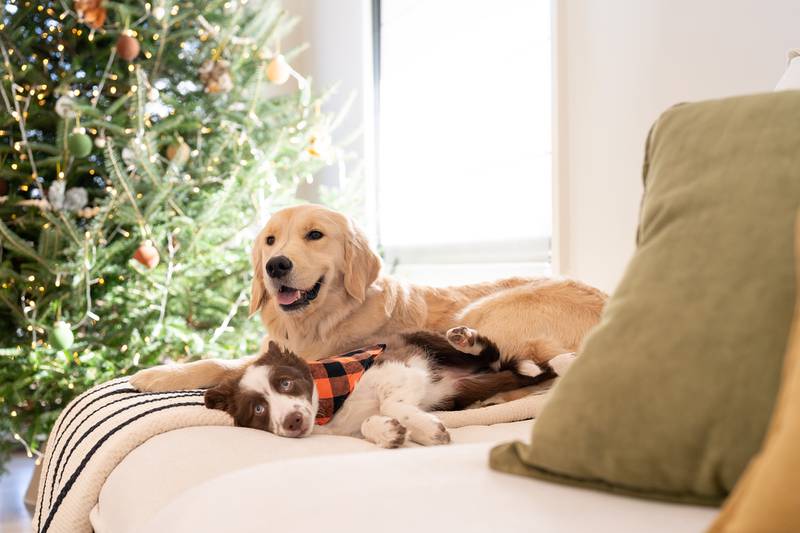Cedar Lane Kennels - Safety Tips for Dogs this Holiday Season