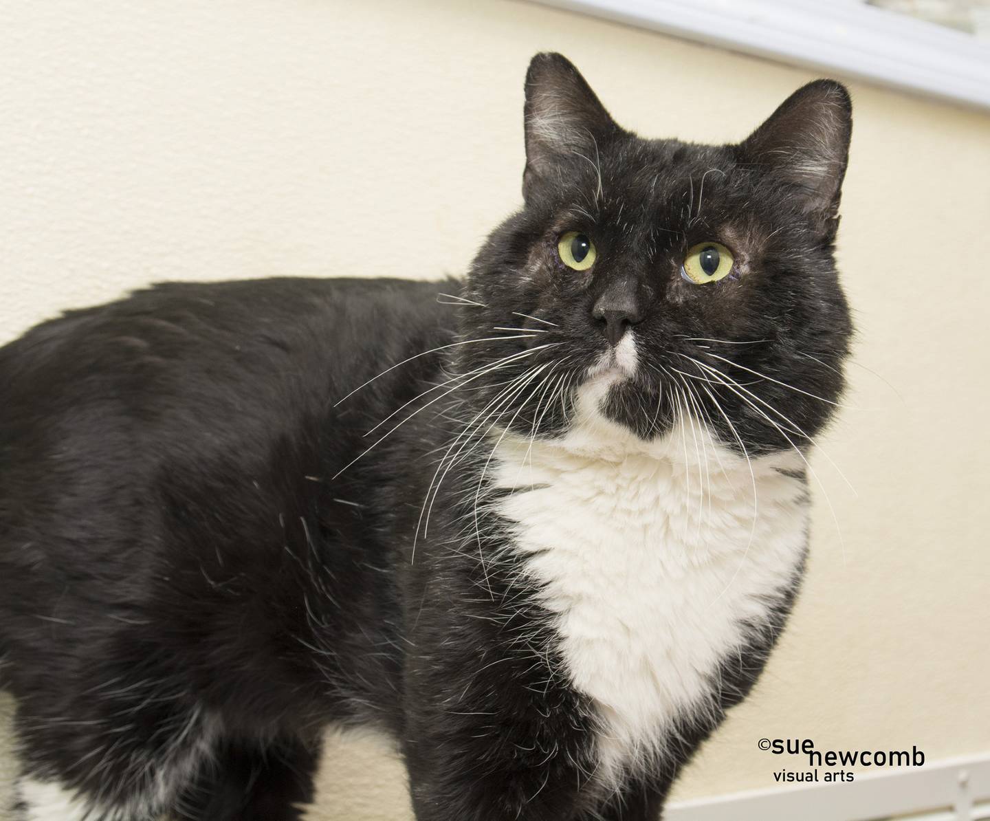 Fozzie Bear is a 7-year-old FIV-positive domestic shorthair who is super chill and loves to lounge. He needs a home without other cats and dogs. Contact the Will County Humane Society at willcountyhumane.com and follow the instructions for the adoption process.