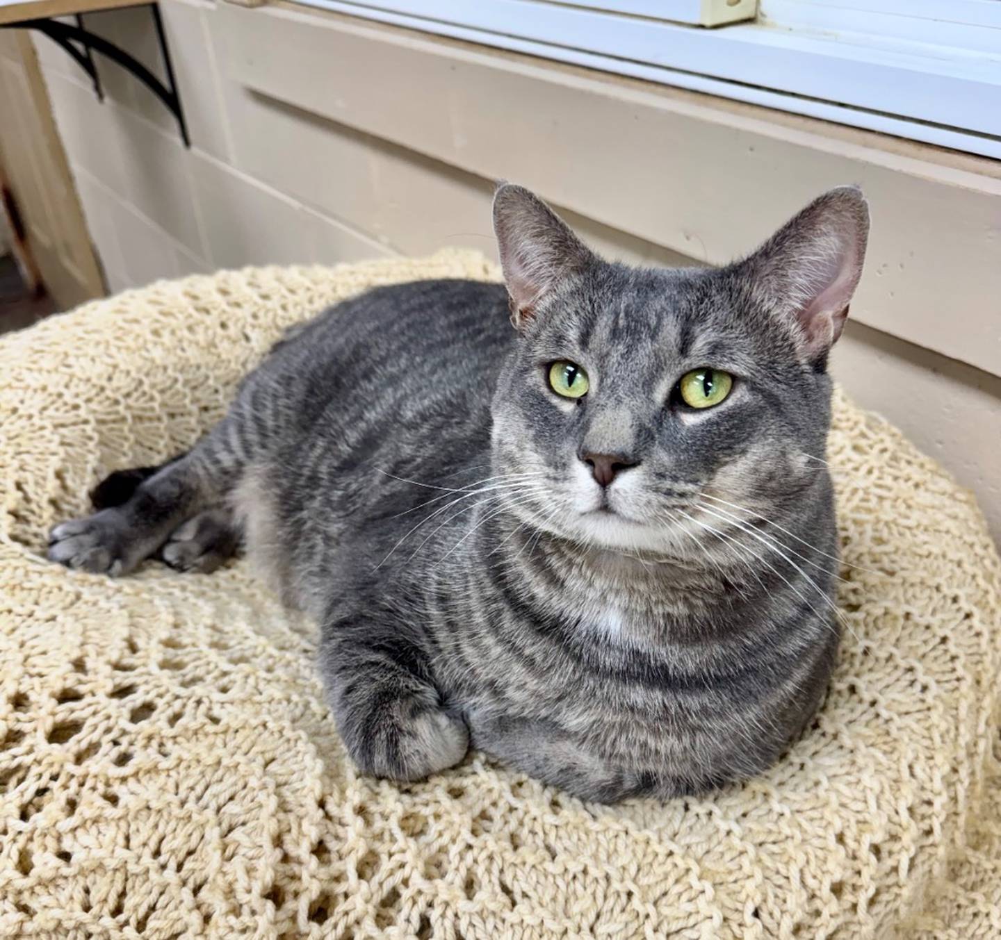 Six-year-old Joey Joey weighs 18 pounds and is very chill. He enjoys pets and watching his surroundings. He loves to plop beside people and just be near them. Joey doesn’t mind most other cats. He is currently on a weight loss journey, so he needs an adopter who will continue with his diet and work on his activity. Joey is FIV-positive, so he must remain inside and be the only cat in the home or live with other FIV-positive cats. Email the Will County Humane Society at willcountyhumane.com and follow the instructions for the adoption process.