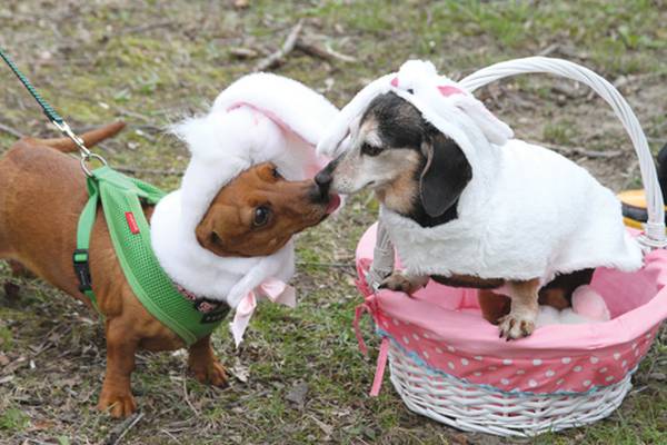 Morris hosts annual Doggie Easter Egg Hunt Saturday, March 28