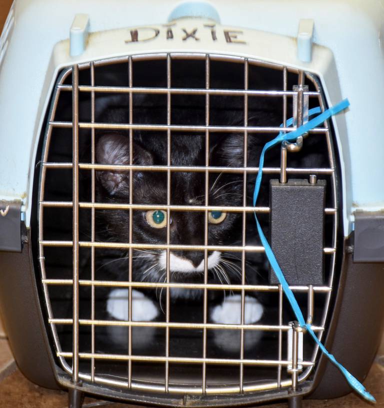 Dixie, formerly named Octavia, sits in her carrier while awaiting medical procedures to be fixed, microchipped, get a rabies vaccine and other booster shots at the Milledgeville Vet Clinic on Nov. 7, 2023.