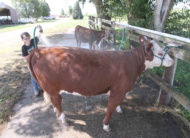 Chase Hattan of Varna, washes his cow before showing it at the Marshall-Putnam 4-H Fair on Wednesday, July 9, 2023 in Henry.