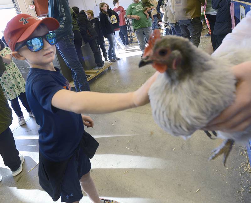 Noah Barichello pets a chicken during the Farm Fair organized by the Streator High School FFA Monday at the high school AG Shop.