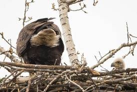 ‘They’re funny at this age’: Eaglets born in nest on Fermilab property