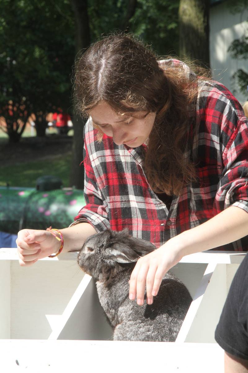 Kiley Tchebotarev of Plano checks on her bunny during the 4-H rabbit show Friday at the Kendall County Fairgrounds.