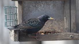 Good Natured in St. Charles: Starlings remain unwelcome feathered guests