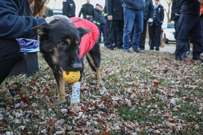 Search-and-rescue dog K-9 Irie, pictured, died Sunday, Dec. 4, 2022, at her home in Johnsburg after her early medical retirement from the Lincolnshire-Riverwoods Fire Protection District, the agency said.