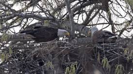 Will County forest preserve welcomes 5 eaglets in April