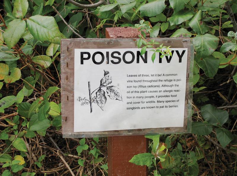 Poison Ivy