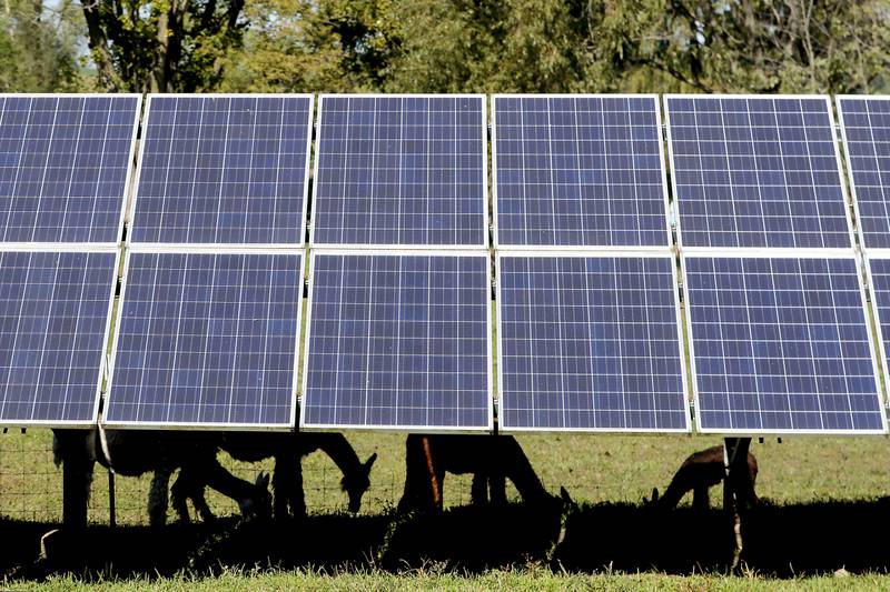 Alpaca’s graze in the shade of solar panels during a stop on the McHenry County Farm Stroll on Sunday, Sept. 28, 2025  at Hephzibah Farms in Hebron. The farm stroll, a self-guided tour of McHenry County’s family farms, featured farm tours, demonstrations and products for sale at eleven farms.