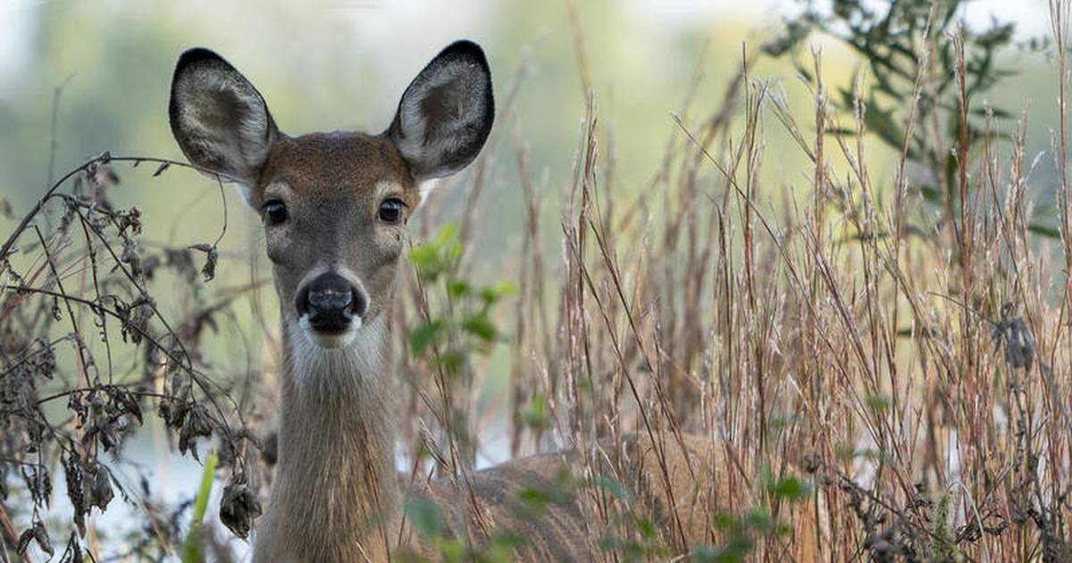 Time change raises risk of driver collisions with wildlife