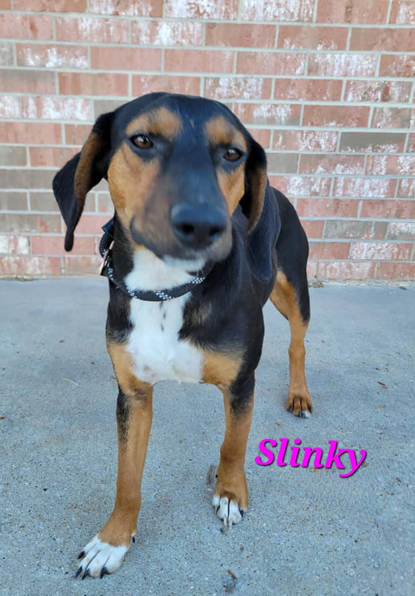 Sarah and Slinky are sweet 1-year-old, 30-pound beagle mixes and a bonded pair so they should be adopted together. Sarah and Slinky are calm in their kennel. They are shy with new experiences but warm up quickly and love to snuggle. To meet Sarah and Slinky, contact Hopeful Tails Animal Rescue at hopefultailsadoptions@outlook.com. Visit hopefultailsanimalrescue.org.