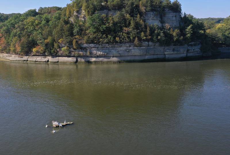 Pelicans stand on top of an exposed rock below the historic Starved Rock icon on Wednesday, Sept. 17, 2025 in Starved Rock State Park. The Illinois River is flirting with an all-time record low as lack of rainfall across the Illinois Valley remains sparse.