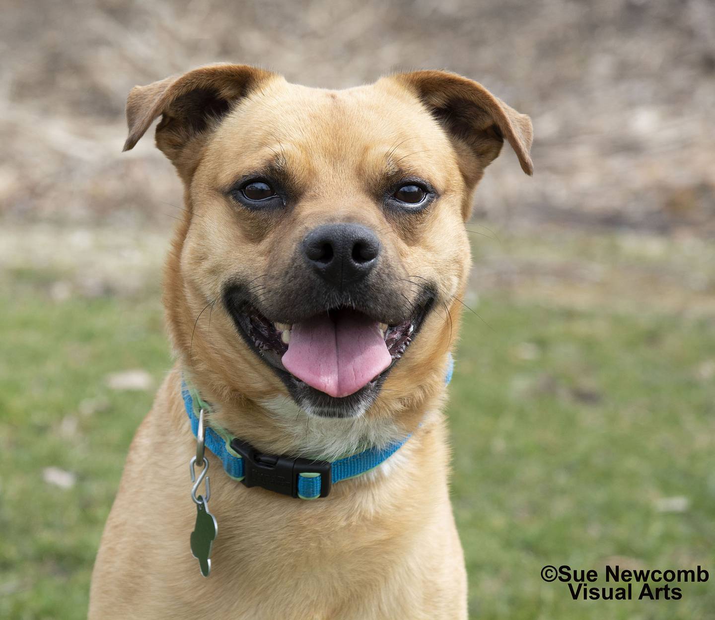 Rudy is a male pug/terrier mix who loves to run around, explore and roll in the grass. He is a nervous dog who will need plenty of patience and a home that’s not busy. Contact the Will County Humane Society at willcountyhumane.com and follow the instructions for the adoption process.