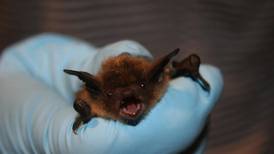 Rabid bat found in Will County