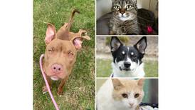 Pets of the Week: Sept. 4, 2023