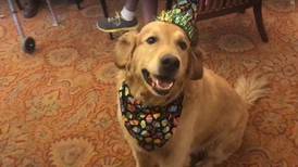 After 6 years of faithful service, Ryker the therapy dog is retiring
