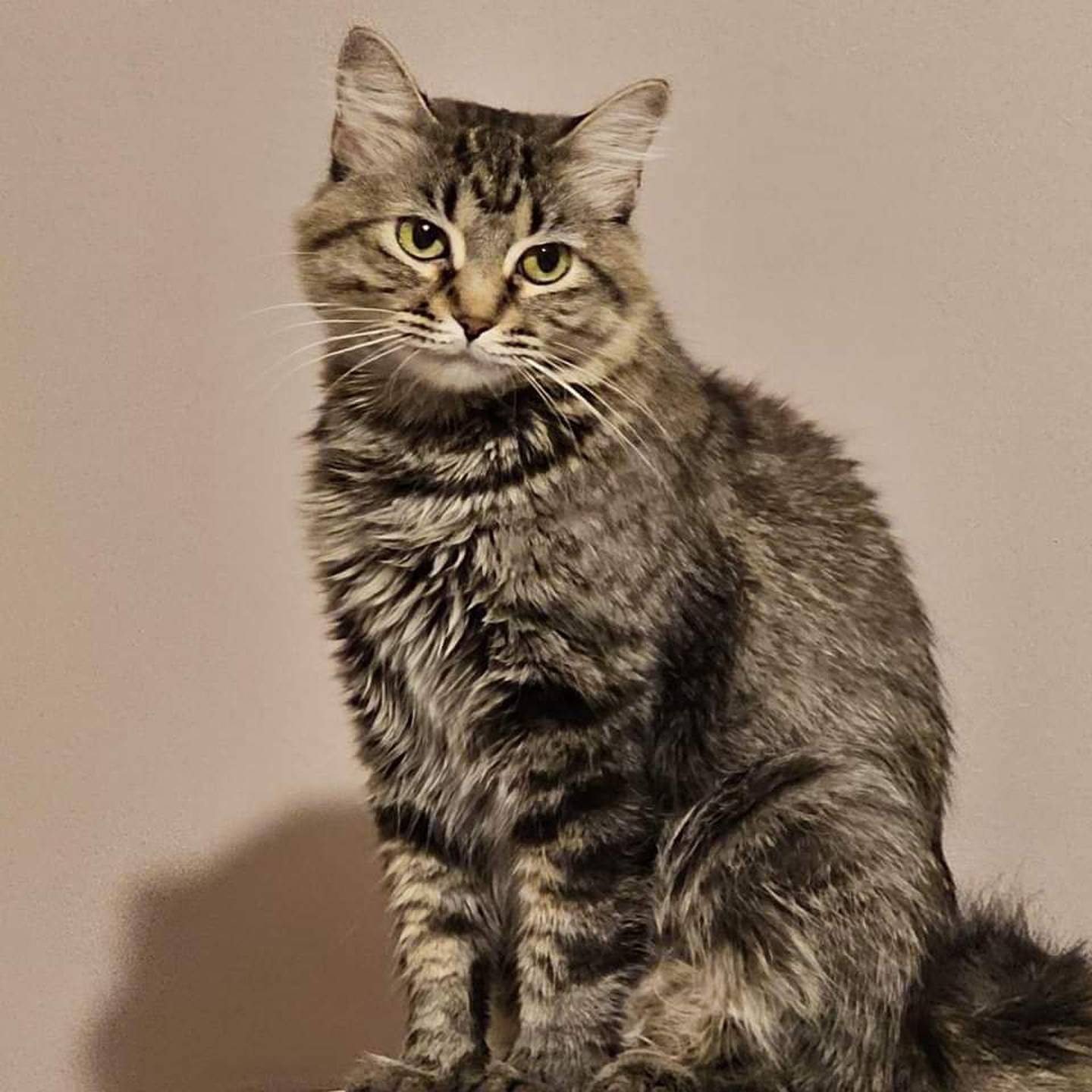 Sweet Brook raised her six kittens and now needs her own furr-ever home. Brook is gentle, affectionate, easy-going and mild-mannered. With kitten-like playfulness, Brook will chase toys and interact with her own kittens. Brook also likes treats and should settle into a new home effortlessly. To meet Brook, visit ForgetMeNotRescue.com/adoptables.