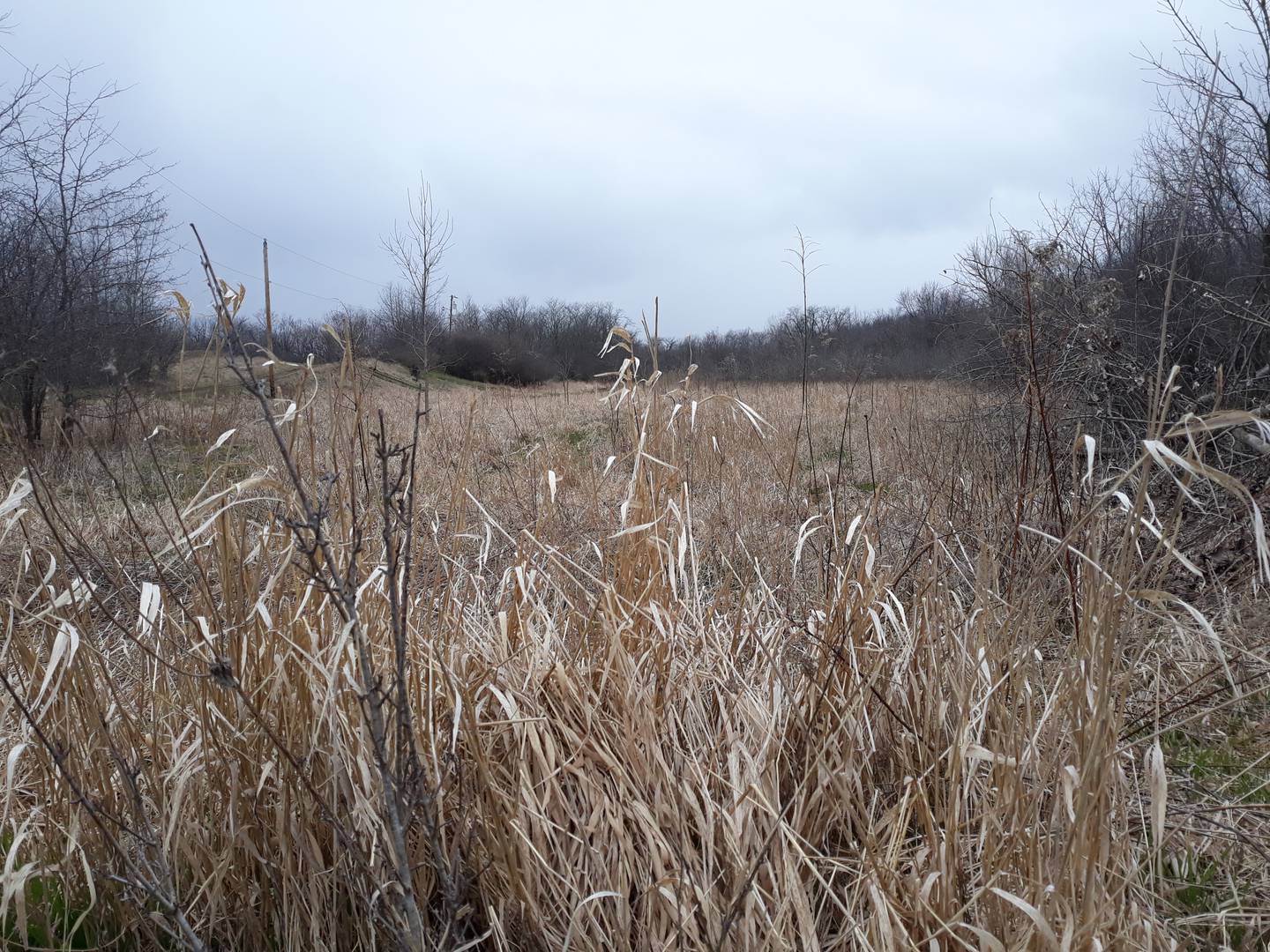 Prairie and wetlands have taken over the area known as Harper's Farm in Ottawa.
