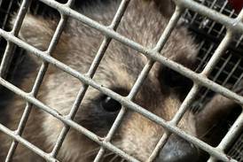 Raccoons invade Joliet woman’s home, Naperville wildlife service comes to the rescue