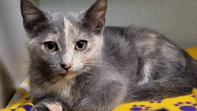 Playful, active kitten hopes to find home soon