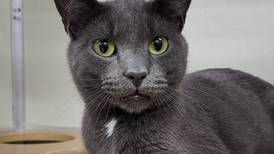 Super-friendly cat longs to have home of his own