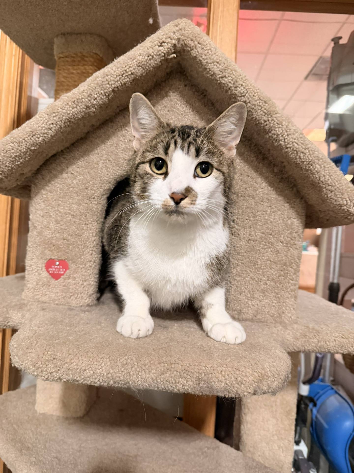 Soy is a 3-year-old sweet and cuddly tabby that was rescued from a local animal control to prevent his euthanasia. He is an expert biscuit maker and loves tummy rubs the best. Soy would do well with children who will love him and play with him. He does well with other cats. To meet Soy, email catadoptions@nawsus.org. Visit nawsus.org.