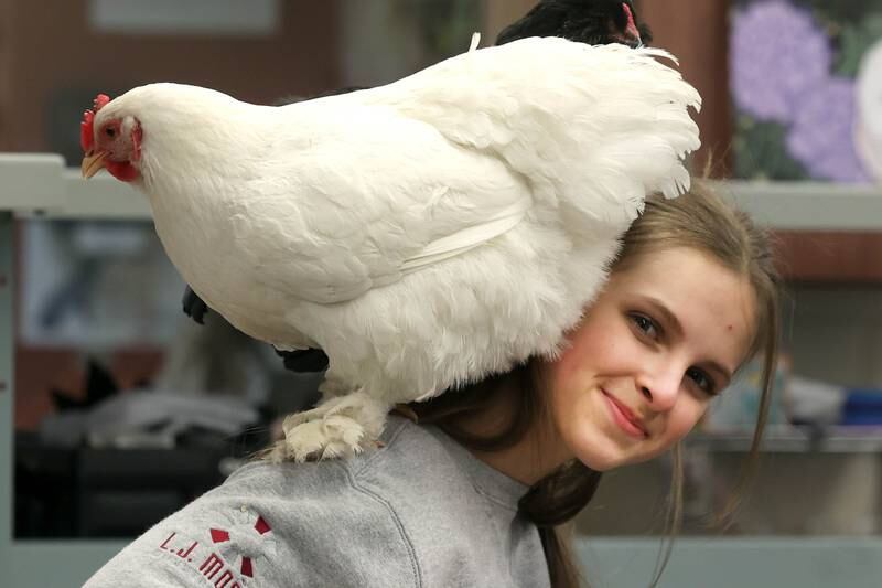 Ava Morse, a DeKalb High School freshman, holds a chicken Wednesday, Feb. 19, 2025, during the DeKalb High School Future Farmers of America Barnyard Zoo Family Night at the school.
