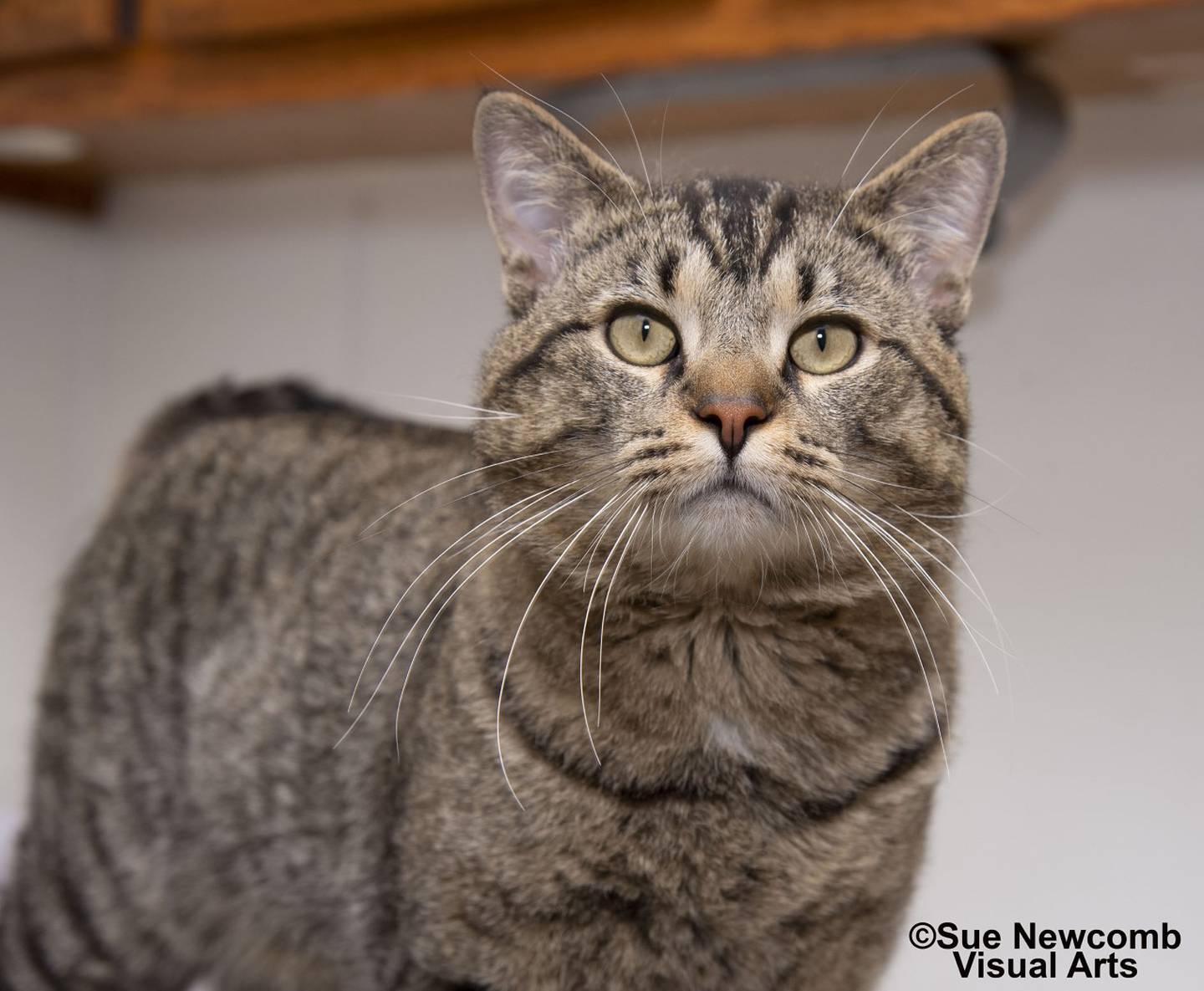 Chunk is a big sweet loving cat with a big head that he uses to nudge people for attention. Contact the Will County Humane Society at willcountyhumane.com and follow the instructions for the adoption process.