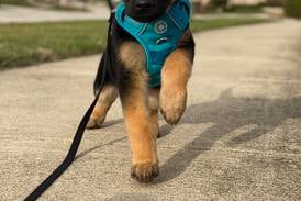 It’s all puppy love for these rescue animals