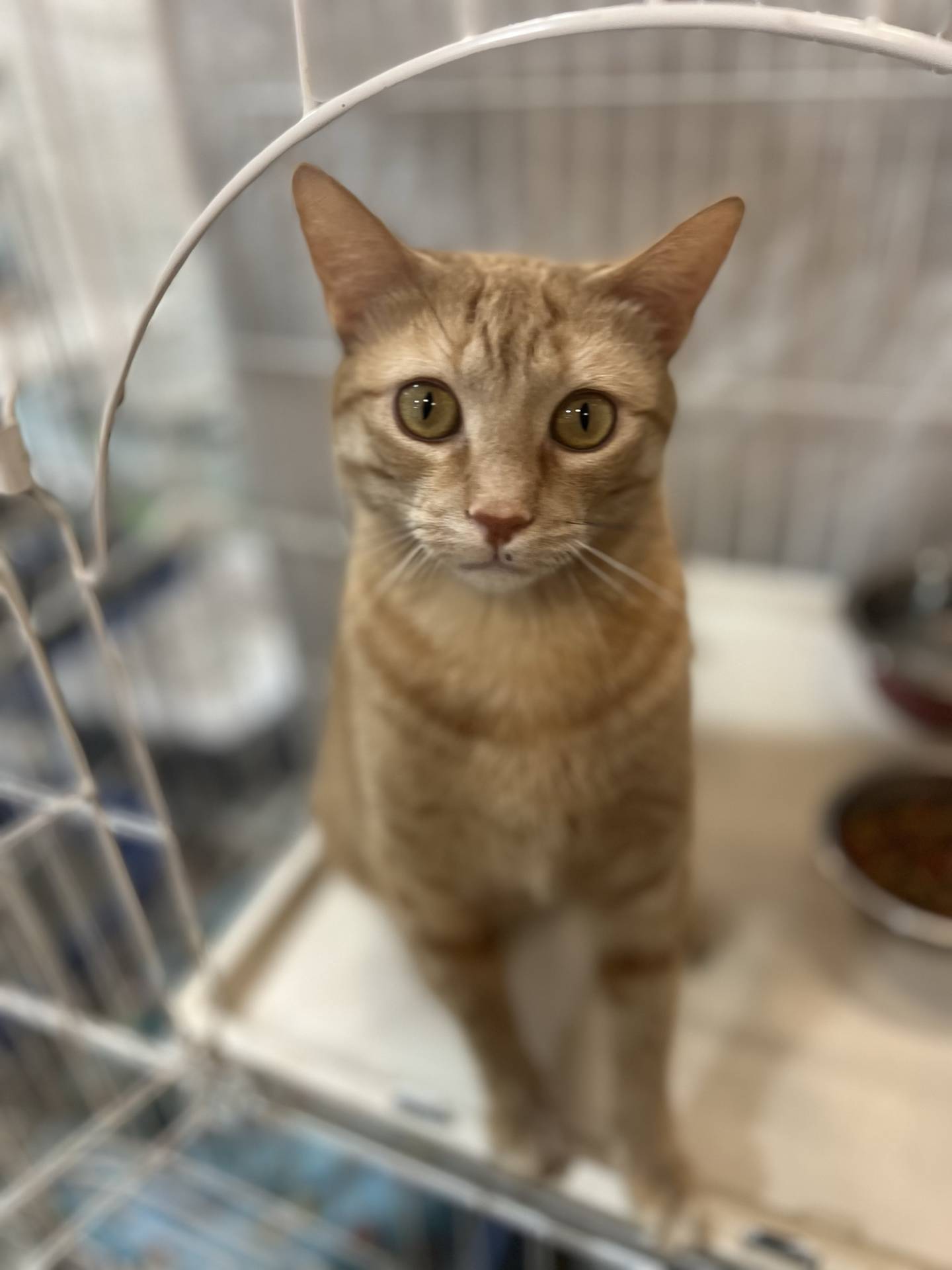 Nadine is a 3-year-old orange tabby that was found as a stray. She is very outgoing, social and interactive – she eagerly greets visitors and begs for attention. She loves pets down her back. Nadine loves to play and has a lot of energy – she is going to entertain her adopters with her antics! To meet Nadine, email Catadoptions@nawsus.org. Visit nawsus.org.