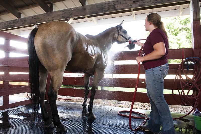 Grace Klein, instructor for Klein Equine, gives her rodeo horse Bex a relaxing spa treatment after a hard day in the ring Thursday, July 28, 2022 at the Lee County 4H fair.