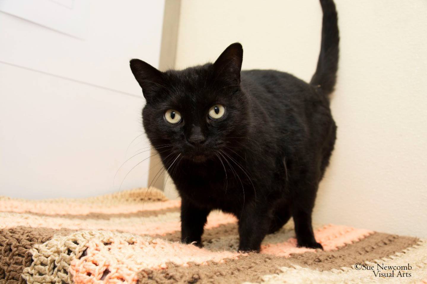 Fern is a 5-year-old female domestic shorthair who loves pets and snuggling up in a cozy bed for a nap. She would do best as an only cat or with another mellow, independent cat. Contact the Will County Humane Society at willcountyhumane.com and follow the instructions for the adoption process.