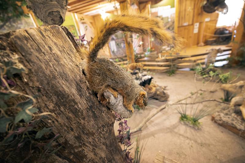 A taxidermied squirrel rests on a log Tuesday, April 29, 2025, at Franklin Creek’s wildlife museum. Located in the grist mill at Franklin Creek State Natural Area, the display showcases plants and animals that are, or once were, part of the natural landscape.