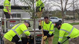 Oswego celebrates Arbor Day by planting new tree in front of Oswego Village Hall