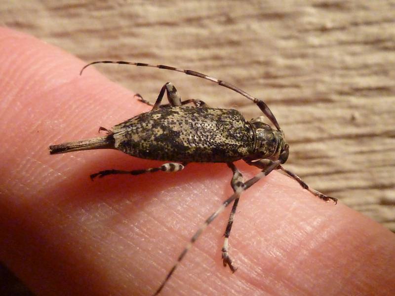 The long projection at the end of this long-horned beetle is an ovipositor, used for depositing eggs in wood. Graphisurus fasciatus targets dead and dying trees for egg laying; its activities aid in natural decomposition processes.