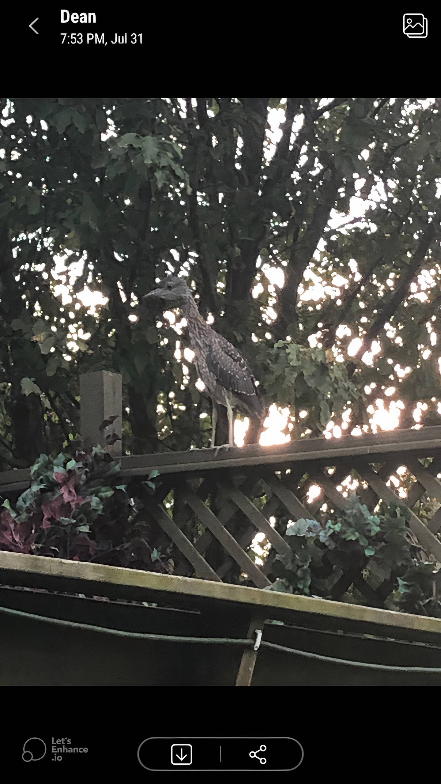 Yellow-crowned night herons are listed as endangered in Illinois. Last summer at least one breeding pair nested in Rock Falls, IL, as evidenced by a photo taken by Good Natured readers Jan and Dean Zinanni.