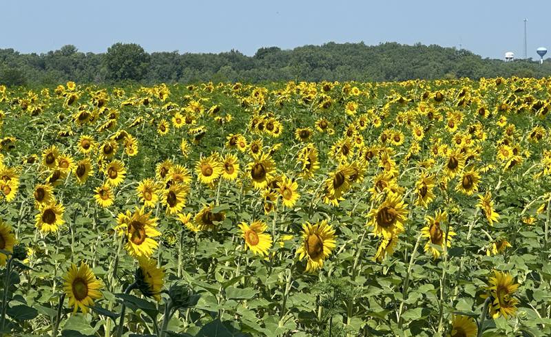 The sunflower field attracts many visitors and pollinators  on Tuesday, July 11, 2023 at Matthiessen State Park. The sunflowers are planted by the Illinois Department of Natural Resources. Not only are the sunflowers beautiful and fantastic for family, engagement and high school photo opportunities, they are also a habitat improvement tool. Sunflowers and wheat are planted for the IDNR's dove hunting program. Once the sunflowers are mature they are mowed, which causes the seeds to spread over the bare ground that doves enjoy feeding in. Park staff asks you do not take sunflowers and park in designated parking areas, not along roadways and do not drive to the fields.