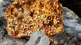 Four Rivers in Channahon hosts Fossil Rock Weekend