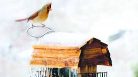 Kane County Audubon Society events set for February